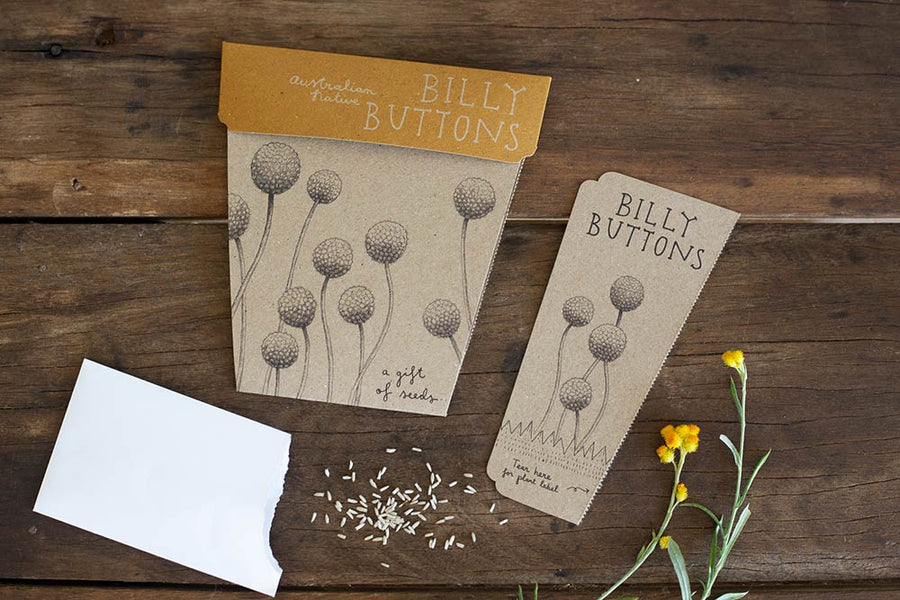 SOW N SOW - BILLY BUTTONS GIFT OF SEEDS